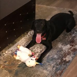 Meet your Posher, Chimgee